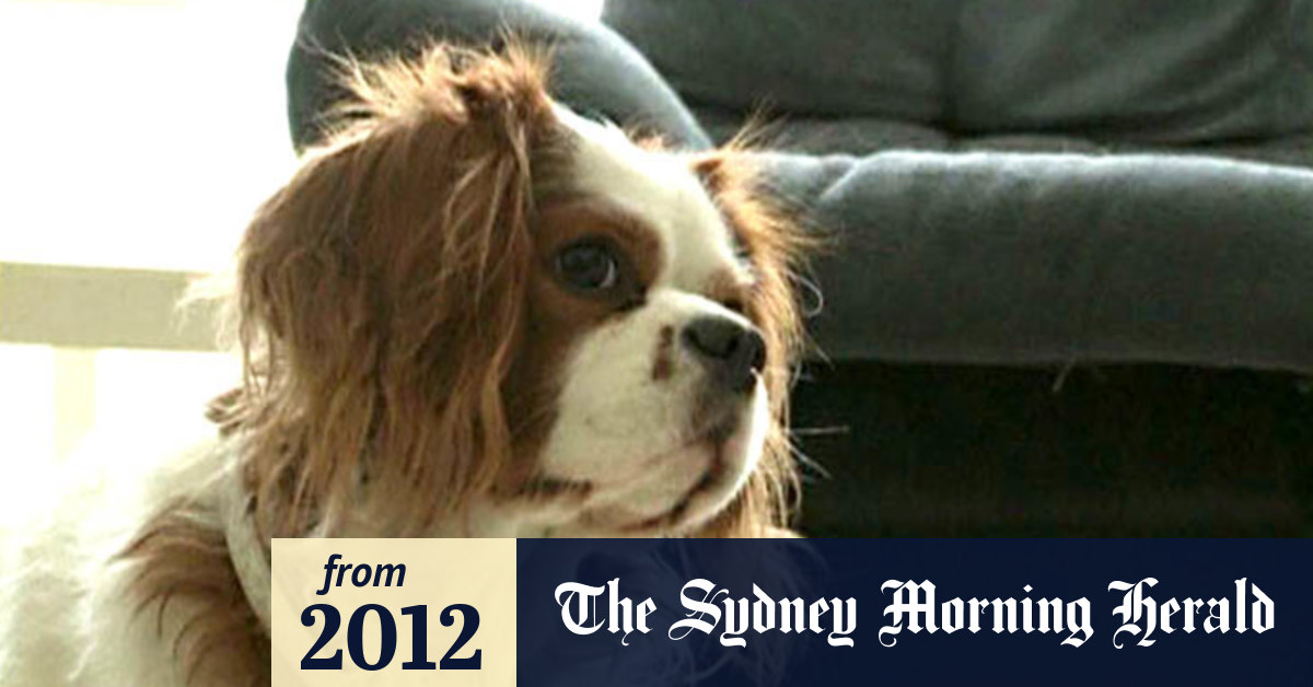 Video Dog TV channel launched for canines